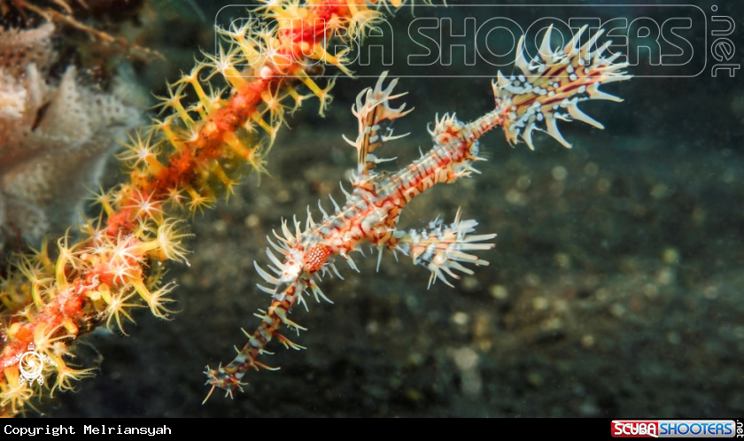 A Harlequin Ghost Pipe Fish