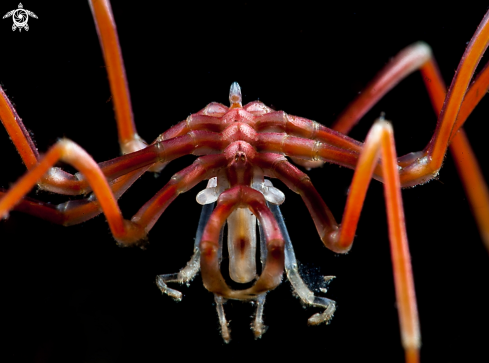 A Nymphon gracile | Sea spider