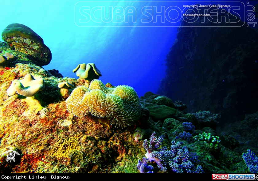 A Soft Coral formation 15 metres,Pointe Aux Piments,Mauritius