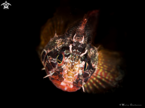 A Cheekspot scorpionfish
