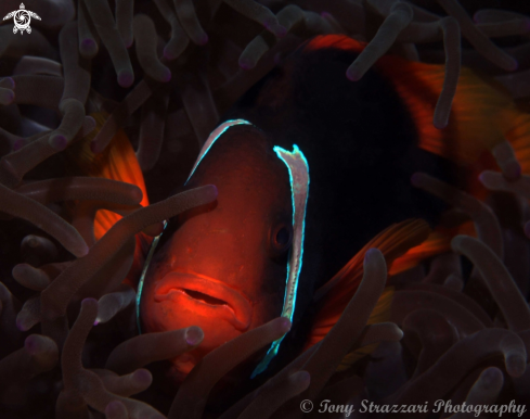 A Amphiprion melanopus | Cinnamon clownfish