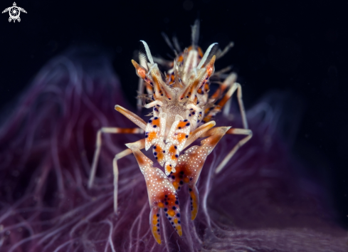 A Tiger shrimp | Tiger shrimp