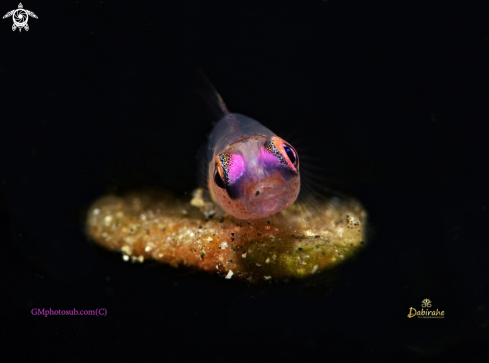 A Goby pink eyes | Goby pink eyes