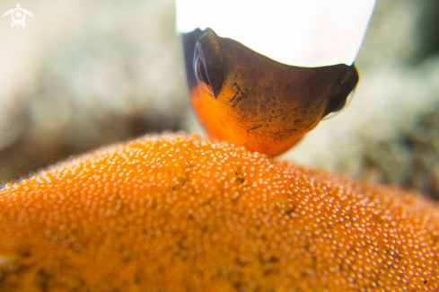 A Clark's Anemone fish