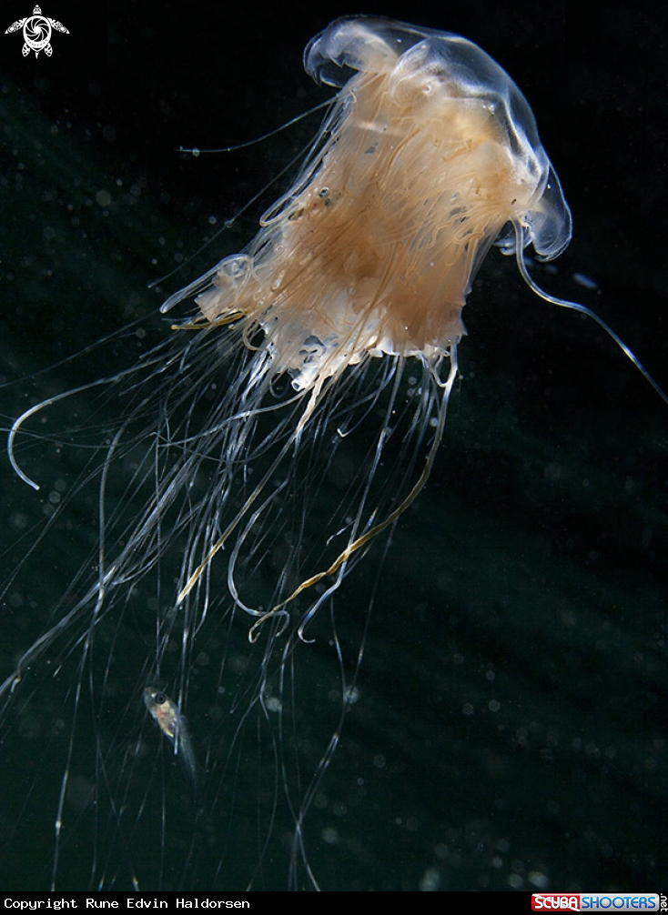 A Lion´s mane jellyfish & whitting