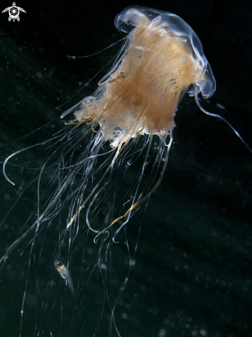 A Canea capillata, Merlangius merlangus | Lion´s mane jellyfish & whitting
