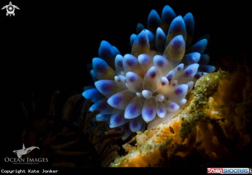 A Gasflame Nudibranch