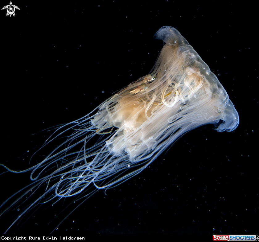 A Lion's mane jellyfish