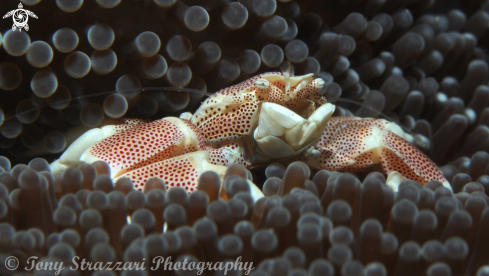 A Neopetrolisthes maculatus | Porcelain crab