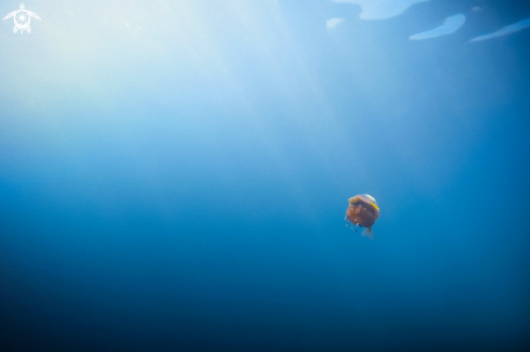 A White Spotted Jellyfish_