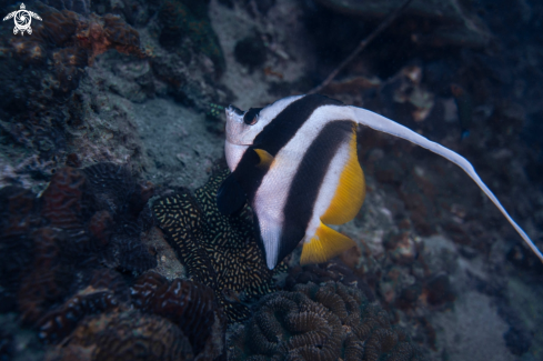 A Pennant Coralfish