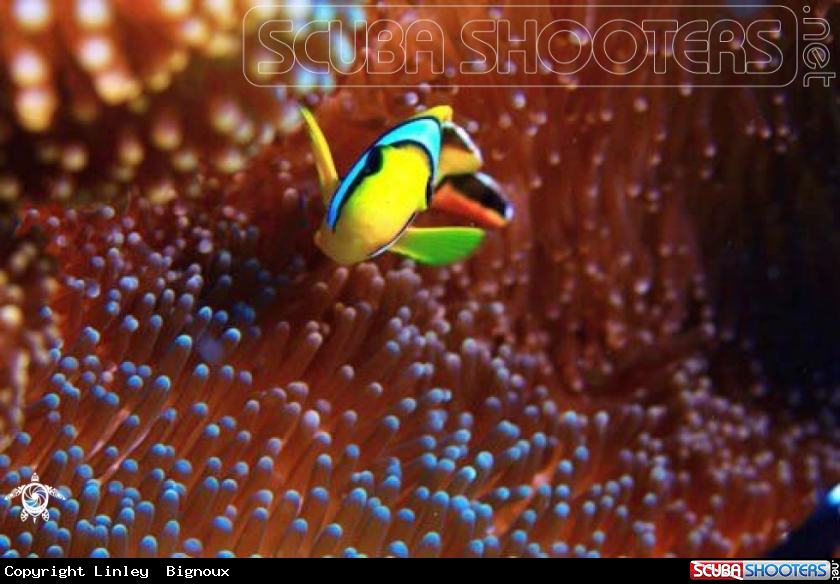 A Anemonefish,Clownfish