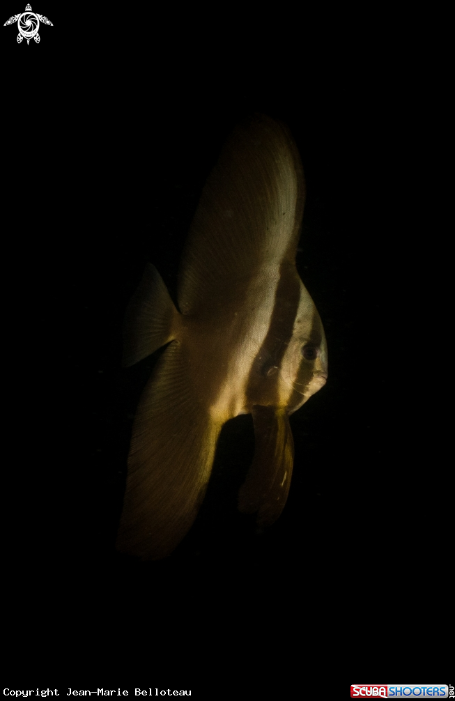 A Tall-fin Batfish (juvenile)
