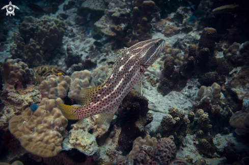 A White-lined Grouper