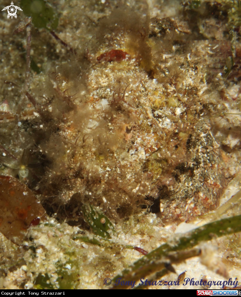 A Juvenile Stonefish