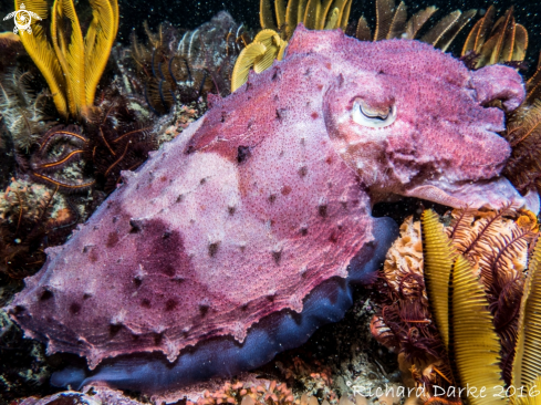 A Sepia vermiculata | Common Cuttlefish
