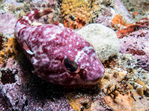 A Apletodan pelligrini | Chubby Clingfish
