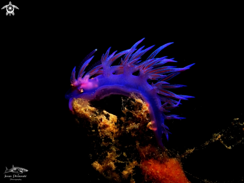 A Flabellina affinis | Purple flabelina.