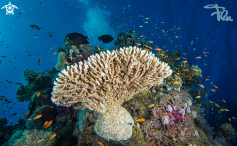 A Coral reef