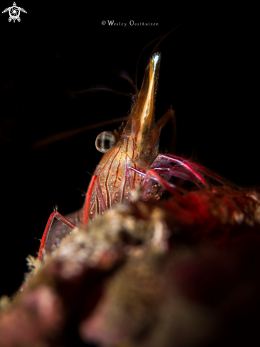 A Bruce's hinge-beak shrimp