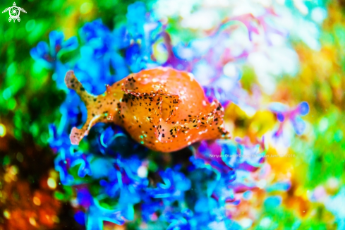 A aplysia | Sea slug