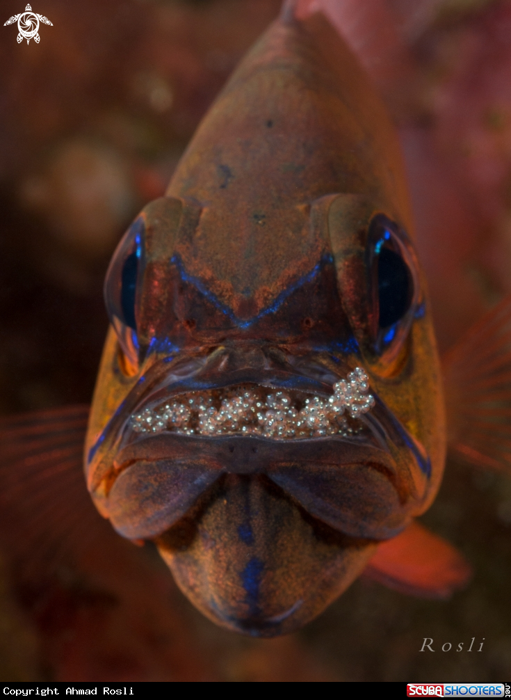 A Cardinal Fish With Egg's
