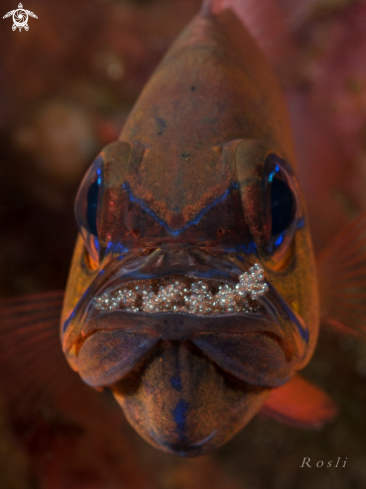 A Cardinal Fish With Egg's
