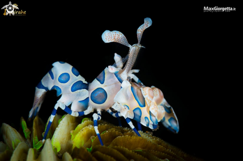 A Arlequin shrimp