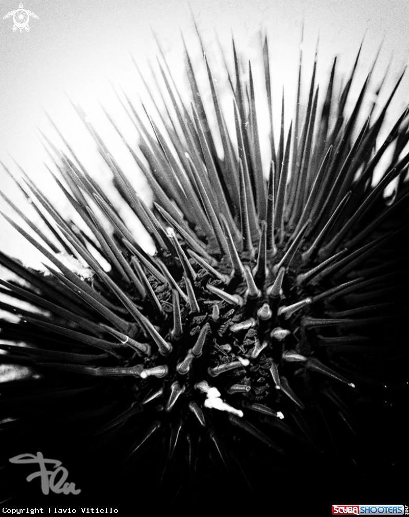 A sea urchin