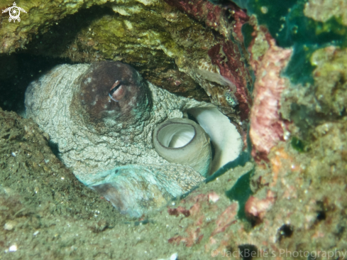 A Octopus briareus | Reef octopus