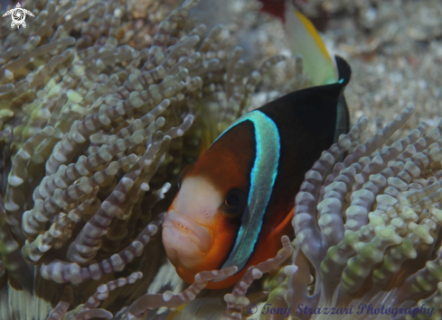 A Amphiprion clarkii | Clark's clownfish