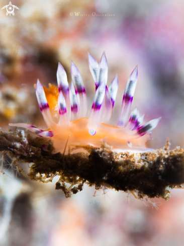 A Flabellina exoptata | Nudibranch