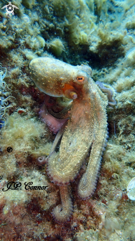 A Octopus vulgaris | Pieuvre
