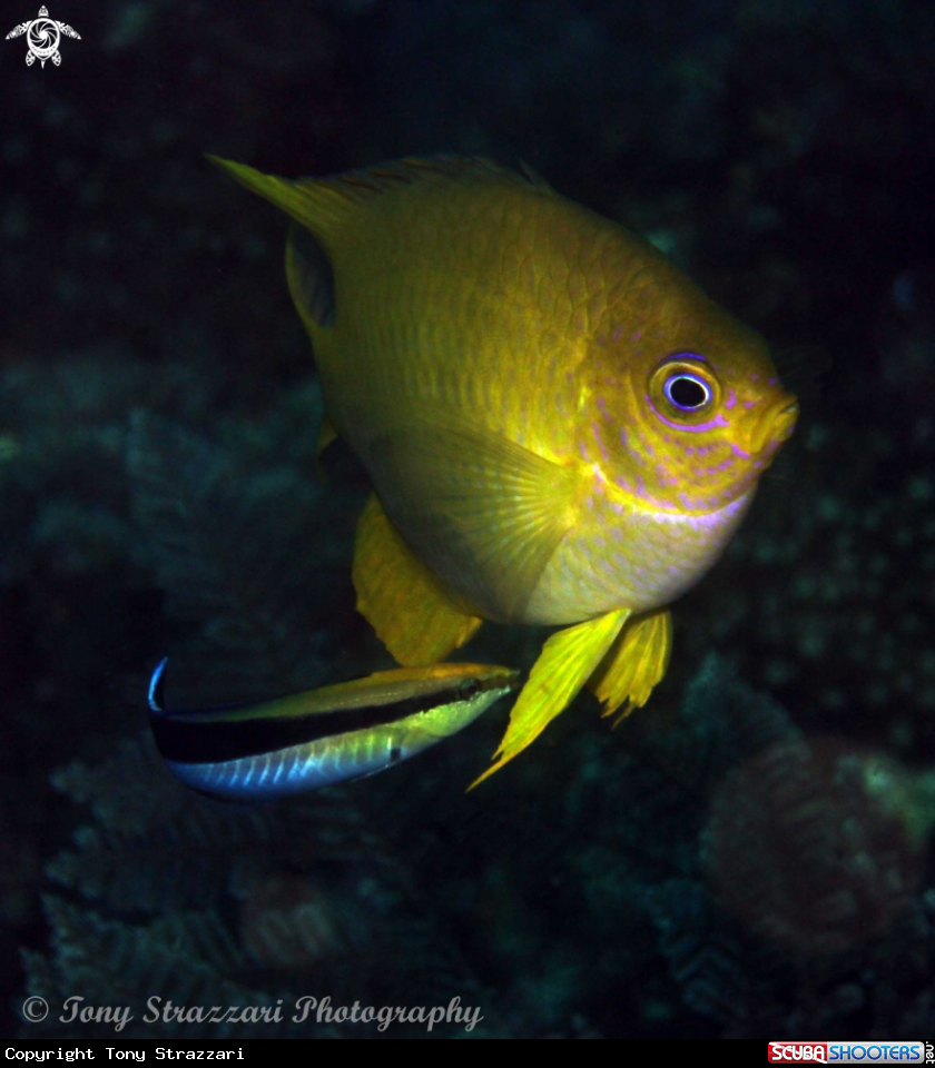A Golden damsel with a cleaner wrasse