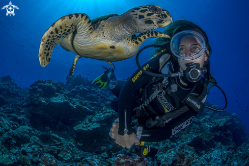 A Diver & Turtle