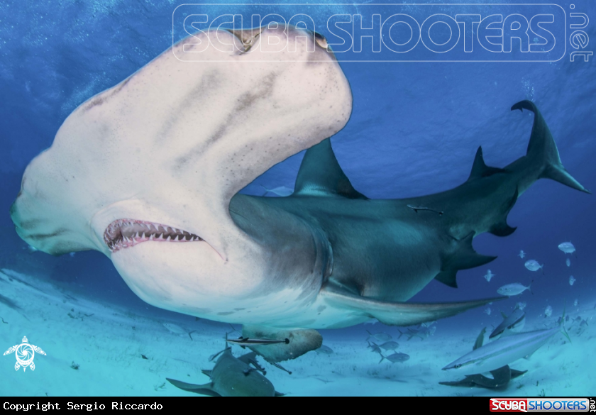 A Hammerhead Shark