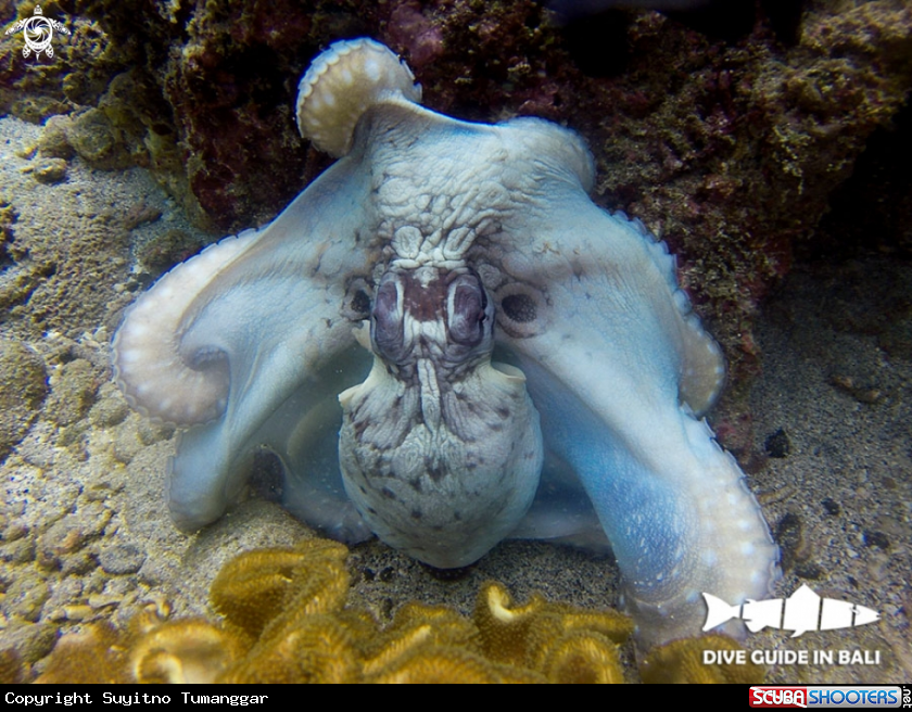 A Octopus cyanea