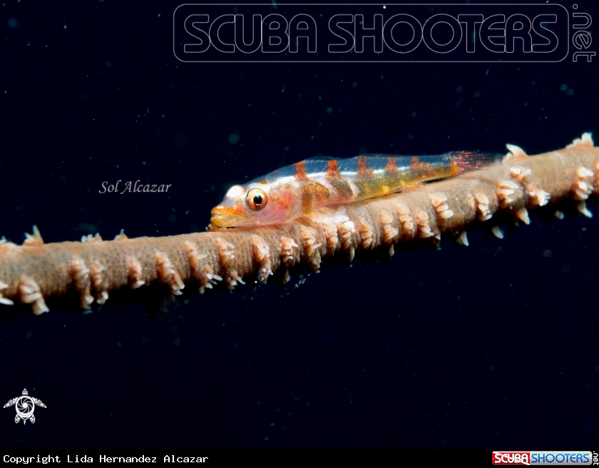 A whip coral goby