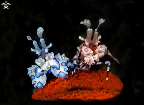 A Arlequin shrimp | Arlequin shrimp