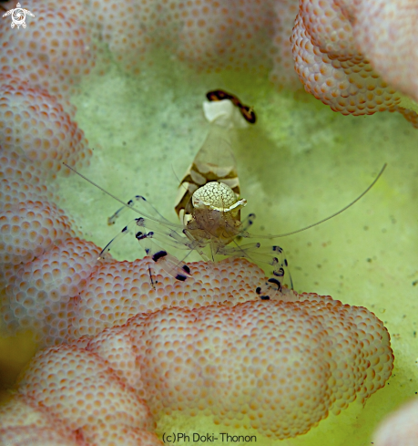 A Periclimenes brevicarpalis | crevette à queue de PAON