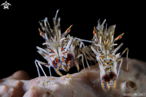A phyllognathia ceratophthalma | Tiger shrimp