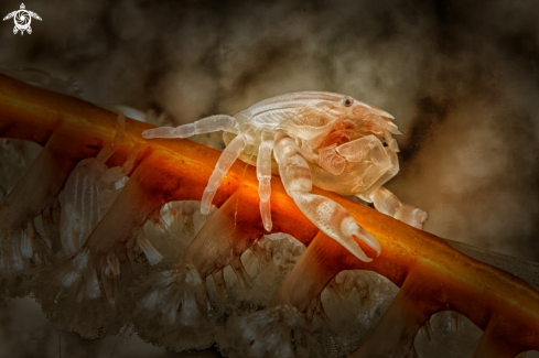 A Porcellanella triloba | Porzellan Crab