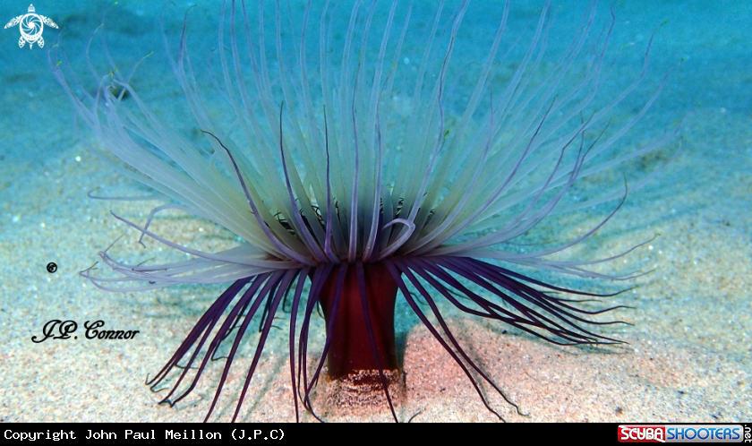 A Cylinder anemone