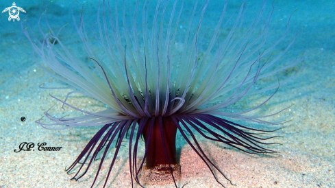 A Pachycerianthus solitarius | Cylinder anemone