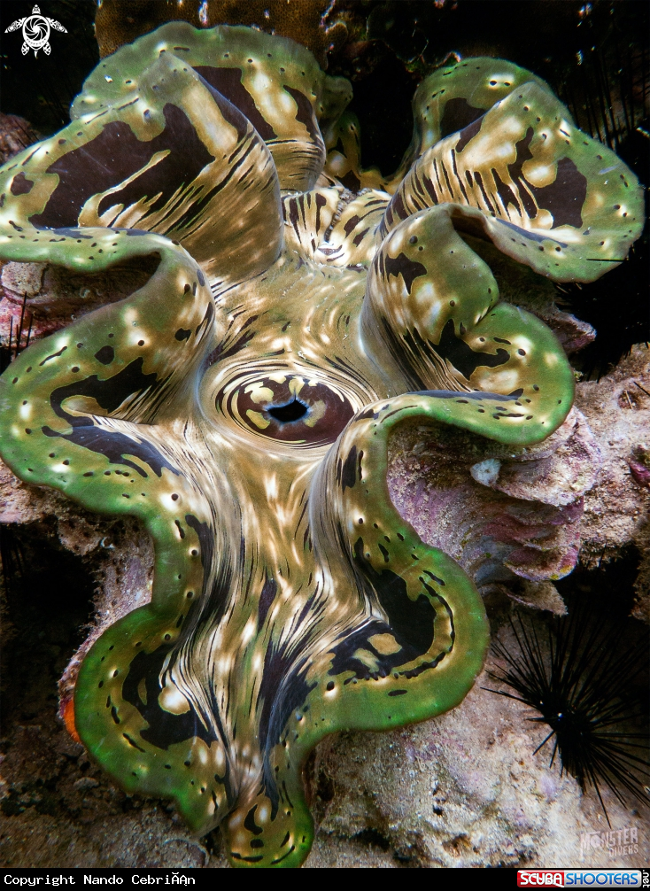 A Giant clam 