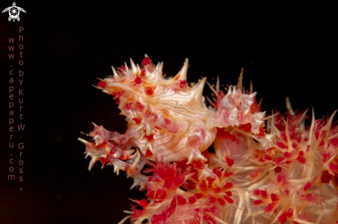 A Hoplophrys oatesii | Candy shrimp