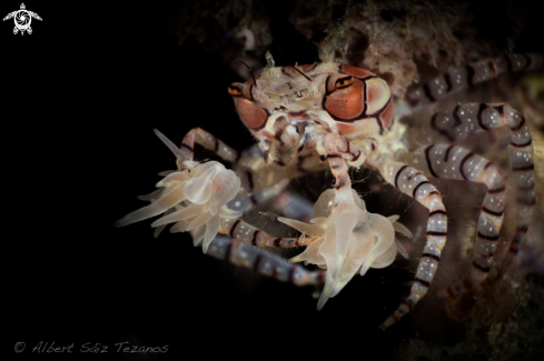 A Mosaic Boxer Crab