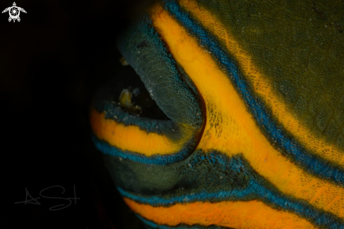 A Orange Lined Triggerfish