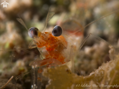 A Velvet shrimp