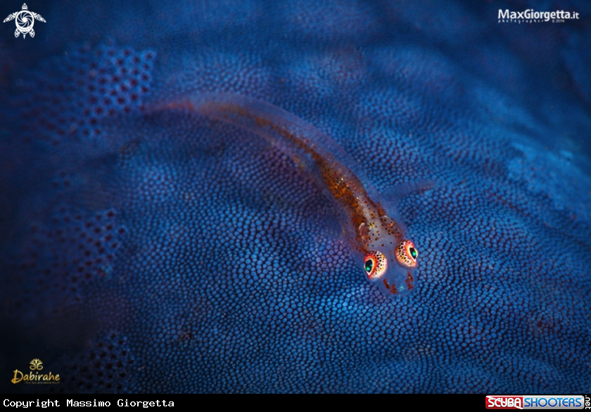 A sea star goby